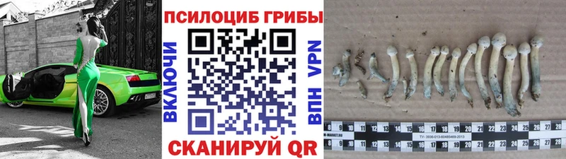 купить наркотики сайты  кракен сайт  Псилоцибиновые грибы GOLDEN TEACHER  Нахабино 